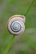 Westliche Heideschnecke am Dörnberg