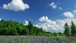Summer in the woods, time lapse shot