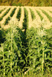 Field Corn