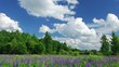 Summer in the woods, time lapse shot