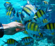 Fish Fish