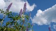 Violet lupine flower on sky background