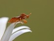Ein Teufelchen(Phymata crassipes) lauert auf  Beute