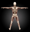 Illustration: Male medical skeleton Male medical skeleton
