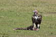 Lappet-faced Vulture with Prey