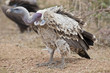 White-Backed Vulture