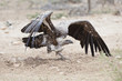 White-Backed Vulture taking-off