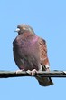 Photo: Rock Pigeon (Columba livia) Rock Pigeon (Columba livia)