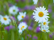 Photo: Field with daisies, summer photo Field with daisies, summer photo