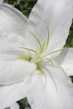Lily White