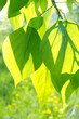 Green poplar leaves on floral background