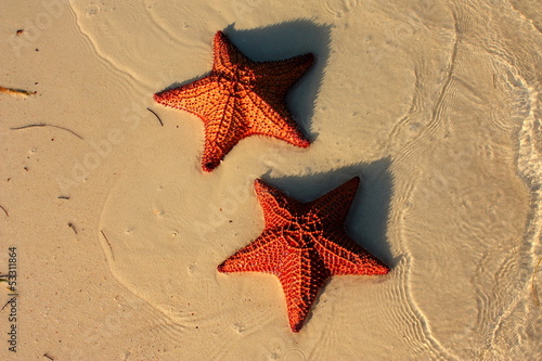 Photo: Stelle marine Stelle marine