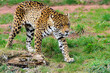Jaguar Stalking Prey