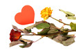 Dried flowers and red heart isolated on a white background.