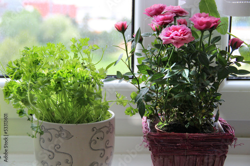 Photo: Home herbs and flowers Home herbs and flowers
