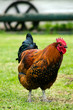 Photo: Farm Animals - Rooster Farm Animals - Rooster