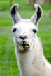 Photo: Farm Animals - Lama Farm Animals - Lama