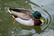 Photo: Mallard Duck Mallard Duck