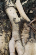 Tree root