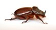 nasicornis insecte