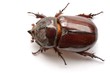 nasicornis insecte