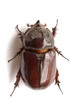 nasicornis insecte