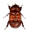 nasicornis insecte