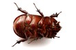 nasicornis insecte