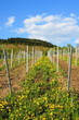 Foto: neuer Weinberg mit Löwenzahn neuer Weinberg mit Löwenzahn