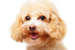 Dog poodle isolated on white background