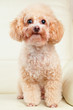 Dog poodle portrait