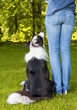 Dog looking up to his boss