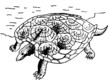 Turtle on the bank of the river