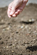 Sowing vegetables