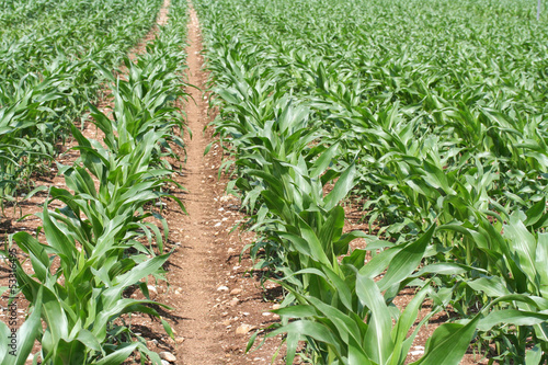 Photo: campo di mais_campagna campo di mais_campagna