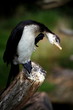 Cormoran pie.