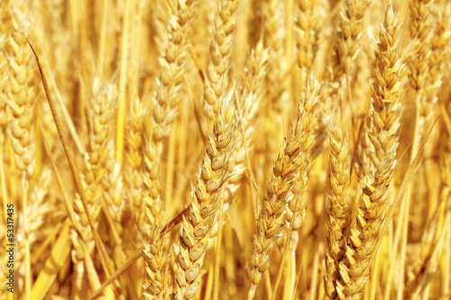 Photo: Field of golden rye close-up Field of golden rye close-up