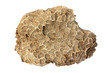 Coral fossil