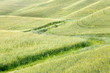 Foto: Waves of grass in Tuscany Waves of grass in Tuscany