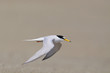 Little Tern