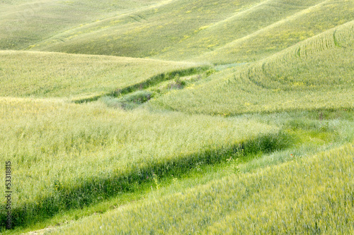 Photo: Waves of grass in Tuscany Waves of grass in Tuscany