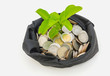 Money tree