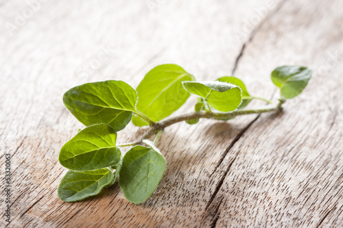 Photo: Oregano twig on wooden table Oregano twig on wooden table