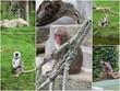 singes