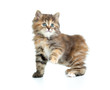 Foto: Kuril bobtail tortoiseshell coat coloring kitten with one paw up Kuril bobtail tortoiseshell coat coloring kitten with one paw up