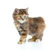 Foto: Kuril bobtail tortoiseshell coat coloring kitten isolated on whi Kuril bobtail tortoiseshell coat coloring kitten isolated on whi