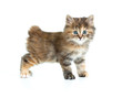 Foto: Kuril bobtail tortoiseshell coat coloring kitten looking direct Kuril bobtail tortoiseshell coat coloring kitten looking direct