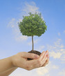 Foto: tree in hands tree in hands