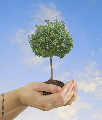 Photo: tree in hands tree in hands