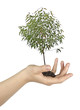 Foto: tree in hand tree in hand